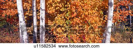 Maple and birch trees near Baywood, Wisconsin View Large Photo Image Picture - Maple and birch trees near Baywood, Wisconsin. Fotosearch