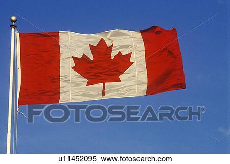 Maple Leaf Canadian Flag View Large Photo Image Stock Photography - Maple Leaf Canadian Flag. Fotosearch