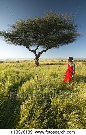 Masai Warrior in red standing near Acacia tree and surveying landscape View Large Photo Image Stock Photo - Masai Warrior in red standing near Acacia tree and surveying landscape. Fotosearch