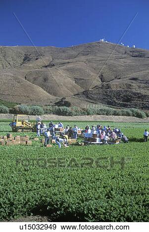 Stock Photo - Migrant workers harvest crops. Fotosearch