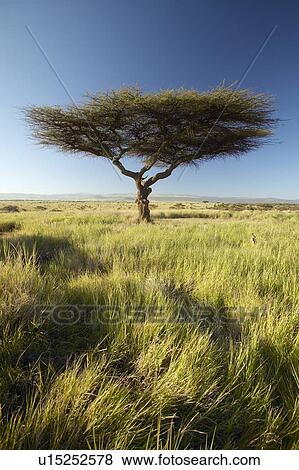 Mount Kenya and lone Acacia Tree View Large Photo Image Stock Photo - Mount Kenya and lone Acacia Tree. Fotosearch