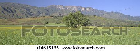 Stock Photography - Mustard in green field and Topa Topa Bluffs, in Upper Ojai Valley, California. Fotosearch