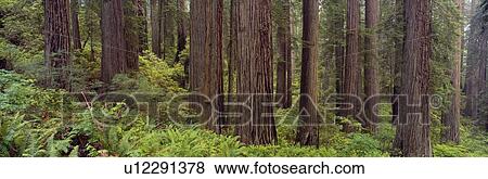 Old-growth redwoods at Jedediah Smith Redwood State Park, California View Large Photo Image Stock Photo - Old-growth redwoods at Jedediah Smith Redwood State Park, California. Fotosearch