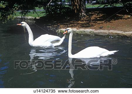 Pair of swans in lake View Large Photo Image Stock Photography - Pair of swans in lake. Fotosearch