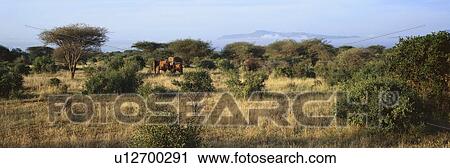 Panoramic view of African Elephants in afternoon light View Large Photo Image Stock Image - Panoramic view of African Elephants in afternoon light. Fotosearch