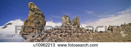 Panoramic view of Chinstrap penguins View Large Photo Image Stock Image - Panoramic view of Chinstrap penguins. Fotosearch