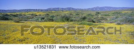 Panoramic view of Desert Gold yellow flowers View Large Photo Image Stock Image - Panoramic view of Desert Gold yellow flowers. Fotosearch