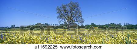 Stock Photography - Panoramic view of spring flowers. Fotosearch