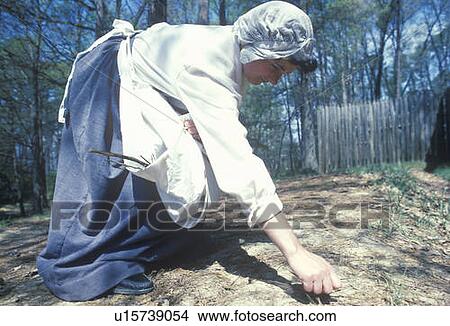 Participant working in garden in historic Jamestown View Large Photo Image Picture - Participant working in garden in historic Jamestown. Fotosearch