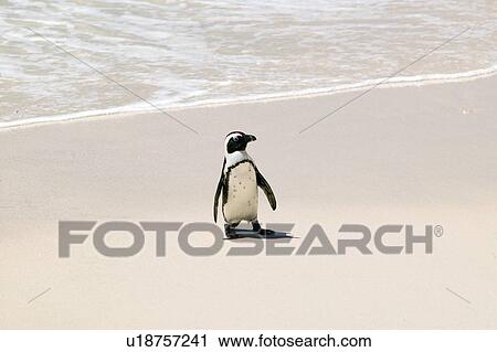 Stock Image - Penguin at Boulders Beach. Fotosearch