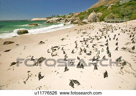Stock Photograph - Penguins at Boulders Beach. Fotosearch