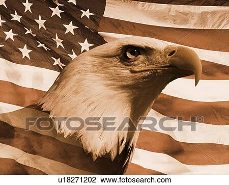 Photo montage: Sepia tone American bald eagle and American flag View Large Photo Image Stock Image - Photo montage: Sepia tone American bald eagle and American flag. Fotosearch