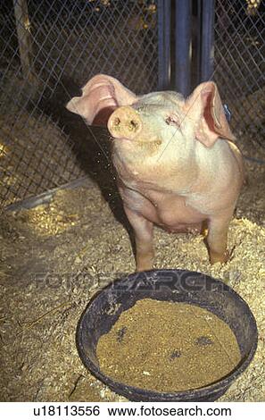 Stock Photograph - Piglet eating. Fotosearch