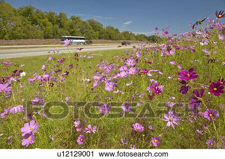 Pink and purple Flowers blooming along interstate View Large Photo Image Stock Image - Pink and purple Flowers blooming along interstate. Fotosearch