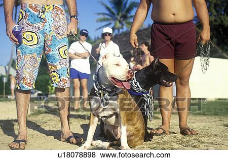 Stock Photo - Pit Bull on leash in HI. Fotosearch