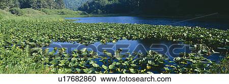 Stock Image - Pond covered with lilies. Fotosearch