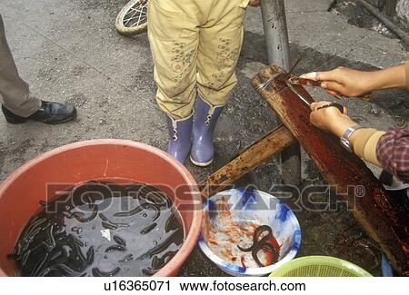 Preparing eels in Bei Marketplace in Dali View Large Photo Image Stock Image - Preparing eels in Bei Marketplace in Dali. Fotosearch
