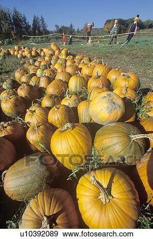Stock Photo - Pumpkins and scarecrows. Fotosearch