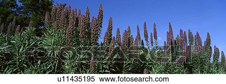 Stock Photography - Purple Flowers, Taft Gardens, Ojai, California. Fotosearch