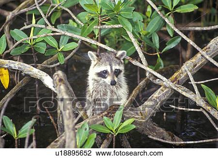 Stock Image - Raccoon in Wild. Fotosearch