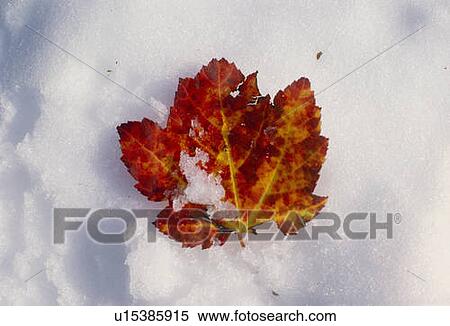 Stock Photography - Red maple leaf in snow. Fotosearch