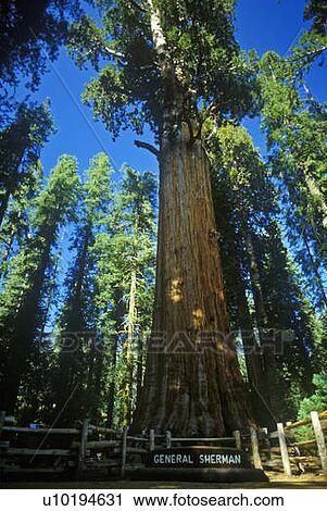 Stock Image - Redwood tree in forest, CA. Fotosearch