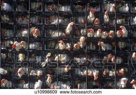 Roosters being transported in truck View Large Photo Image Stock Photo - Roosters being transported in truck. Fotosearch
