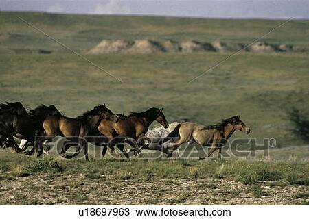 Stock Image - Runnign Mustangs. Fotosearch