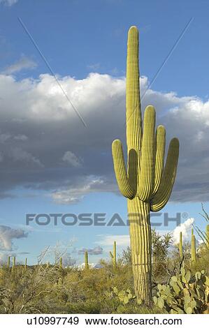 Stock Photo - Saguaro Cactus. Fotosearch