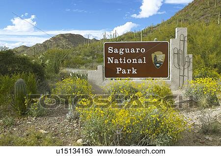 Stock Image - Saguaro National Park West, Tucson, AZ. Fotosearch