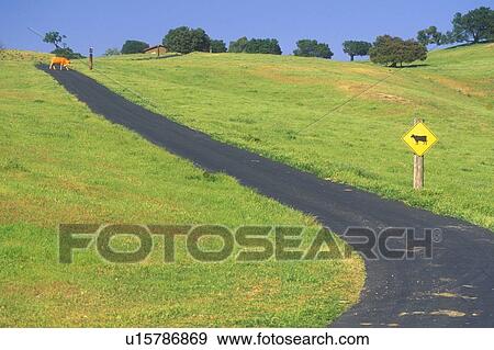 Stock Photo - Scenic view of cattle crossing. Fotosearch