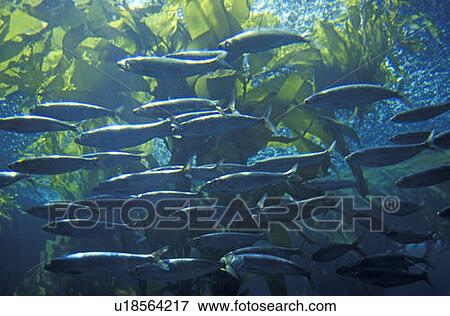 Stock Photo - School of Fish. Fotosearch
