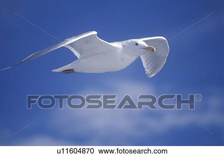 Seagull flying over Martha's Vineyard, MA View Large Photo Image Stock Image - Seagull flying over Martha's Vineyard, MA. Fotosearch