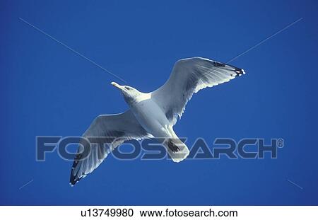 Seagull flying over Martha's Vineyard, MA View Large Photo Image Stock Image - Seagull flying over Martha's Vineyard, MA. Fotosearch