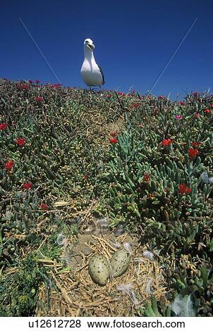 Stock Photo - Seagull nesting with eggs. Fotosearch