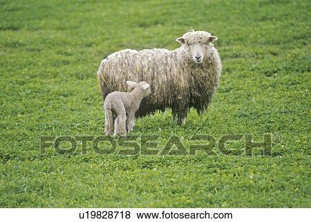 Stock Photo - Sheep and lamb in farmyard. Fotosearch