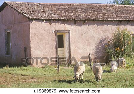 Stock Photo - Sheep grazing in yard, San Miguel, NM. Fotosearch