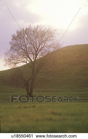 Stock Image - Silhouetted tree at dusk in front of the largest pre-historic mounds, Cahokia, IL. Fotosearch