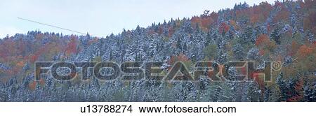Picture - Snow and Autumn trees, Adirondack Mountains, New York State. Fotosearch
