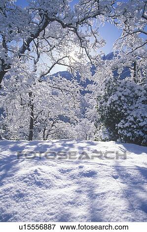 Snowscape View Large Photo Image Stock Photo - Snowscape. Fotosearch