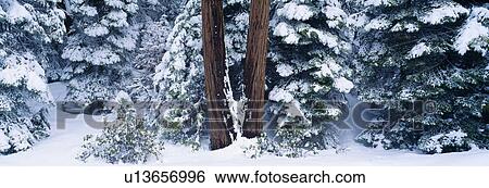 Snowy forest in the Sierra Nevada, California View Large Photo Image Stock Photograph - Snowy forest in the Sierra Nevada, California. Fotosearch