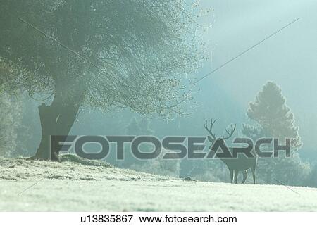 Stock Photo - Solitary elk on a frozen morning in Yosemite National Park, California. Fotosearch