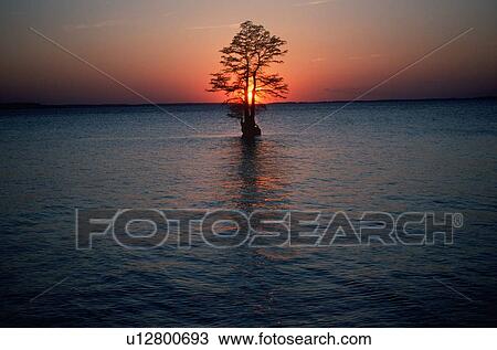 Stock Image - Solitary tree in the James River at sunset. Fotosearch