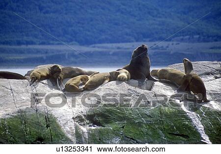 Stock Image - Southern sea lions and cormorants on rocks. Fotosearch