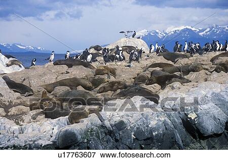 Stock Photo - Southern sea lions and cormorants on rocks. Fotosearch