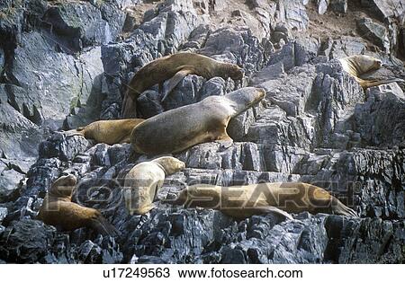 Southern sea lions on Rocks View Large Photo Image Stock Image - Southern sea lions on Rocks. Fotosearch