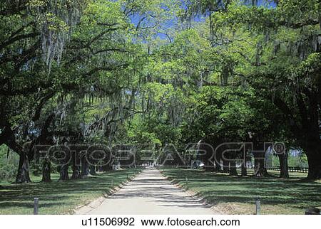 Spanish moss covered oak trees lining a plantation road, SC View Large Photo Image Stock Image - Spanish moss covered oak trees lining a plantation road, SC. Fotosearch