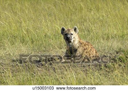 Spotted Hyena in grasslands View Large Photo Image Stock Image - Spotted Hyena in grasslands. Fotosearch