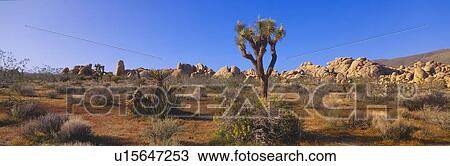 Stock Image - Spring in Joshua Tree National Park, California. Fotosearch