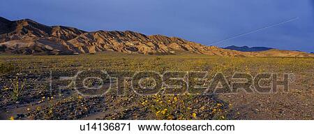 Spring Wildflowers, Death Valley, California View Large Photo Image Stock Image - Spring Wildflowers, Death Valley, California. Fotosearch